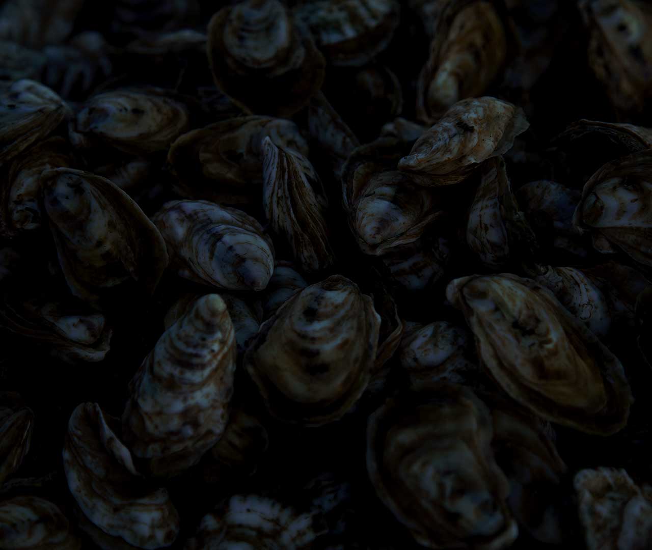 Oyster Background